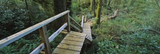 High angle view of an elevated wooden path passing through forest Pacific Rim National Park Reserve British Columbia Canada Canvas Art - Panoramic Images (36 x 12)
