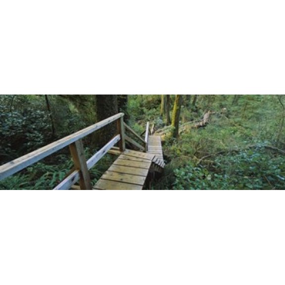 High angle view of an elevated wooden path passing through forest Pacific Rim National Park Reserve British Columbia Canada Canvas Art - Panoramic Images (36 x 12)