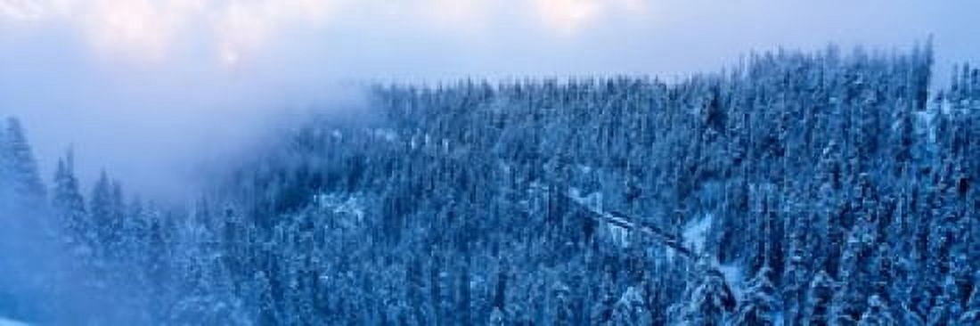High angle view of a forest Mt Baker Ski Area Whatcom County Mt Baker-Snoqualmie National Forest Washington State USA Canvas Art - Panoramic Images (18 x 6)
