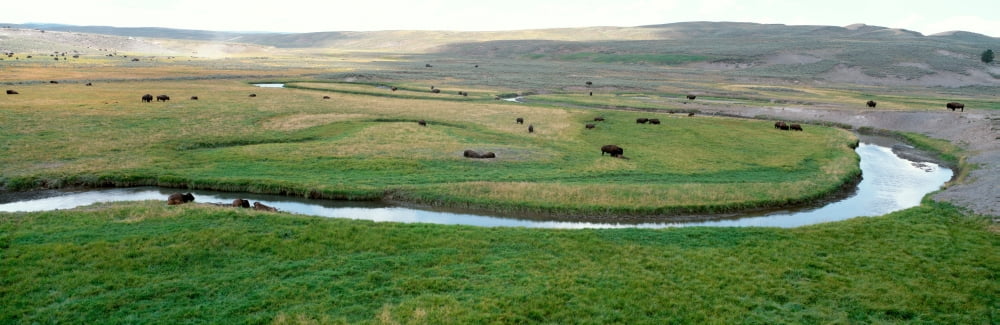 High angle view of American Bisons grazing in a field Hayden Valley Yellowstone National Park Wyoming USA Canvas Art - Panoramic Images (12 x 36)