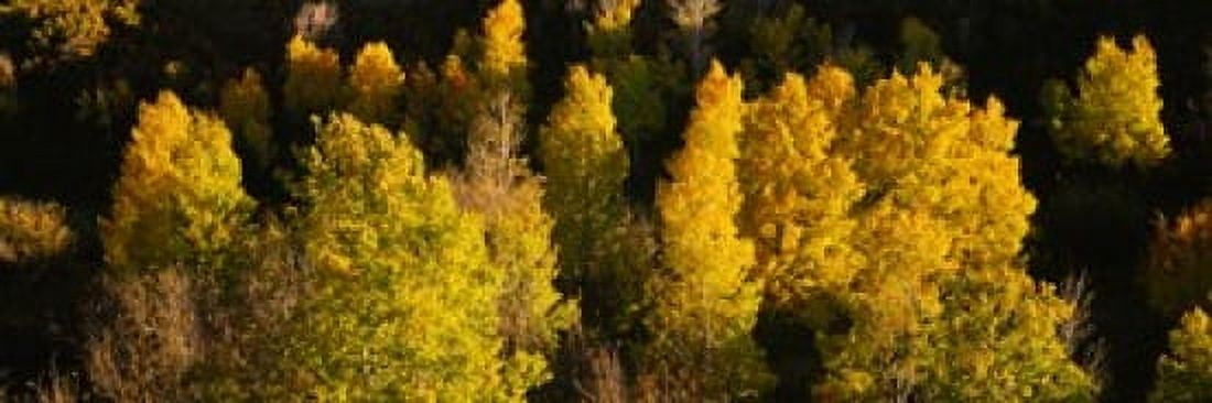 High angle view of Aspen trees in a forest Telluride San Miguel County Colorado USA Canvas Art - Panoramic Images (36 x 12)