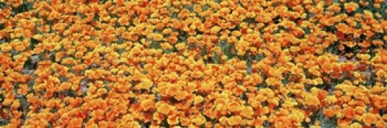 High angle view of California Golden Poppies Antelope Valley California Poppy Reserve California USA Canvas Art - Panoramic Images (36 x 12)