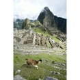 thumbnail image 1 of High angle view of Llama (Lama glama) with Incan ruins in the background Machu Picchu Peru Print by Panoramic Images, 1 of 1