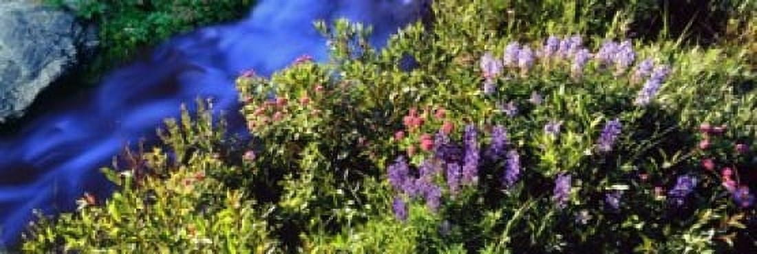 High angle view of Lupine and Spirea flowers near a stream Grand Teton National Park Wyoming USA Canvas Art - Panoramic Images (18 x 6)