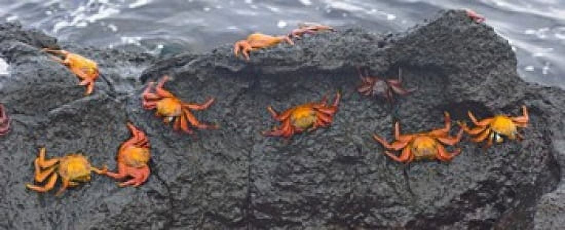 High angle view of Sally Lightfoot crabs (Grapsus grapsus) on a rock Galapagos Islands Ecuador Canvas Art - Panoramic Images (15 x 6)