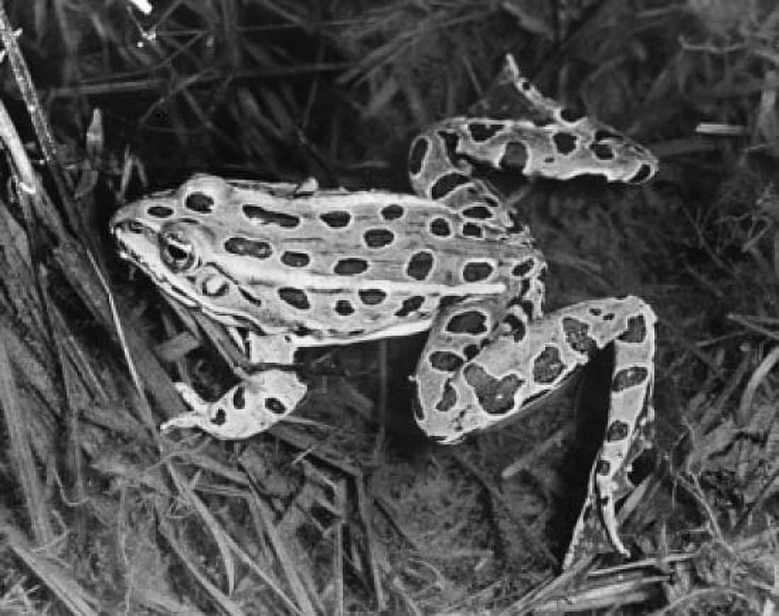 High angle view of a Leopard Frog Canvas Art - (18 x 24)