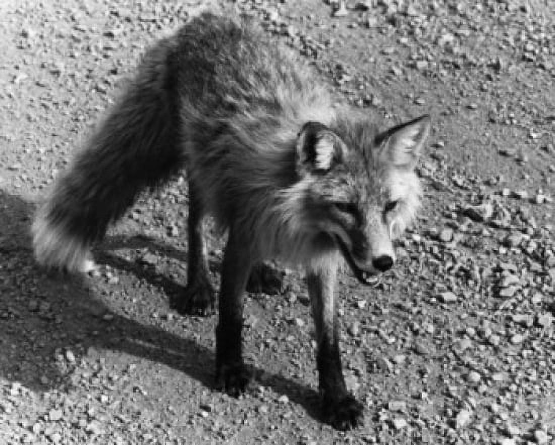 High angle view of a Red Fox (Vulpes vulpes) Canvas Art - (18 x 24)