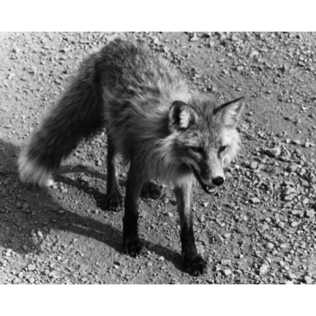 High angle view of a Red Fox (Vulpes vulpes) Poster Print (24 x 36)