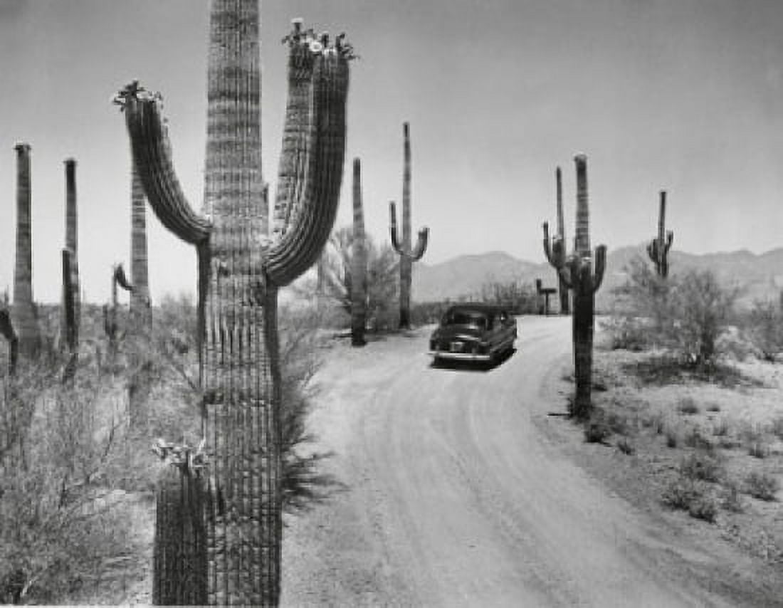 High angle view of a car moving on a road Saguaro National Park Arizona USA Canvas Art -  (18 x 24)