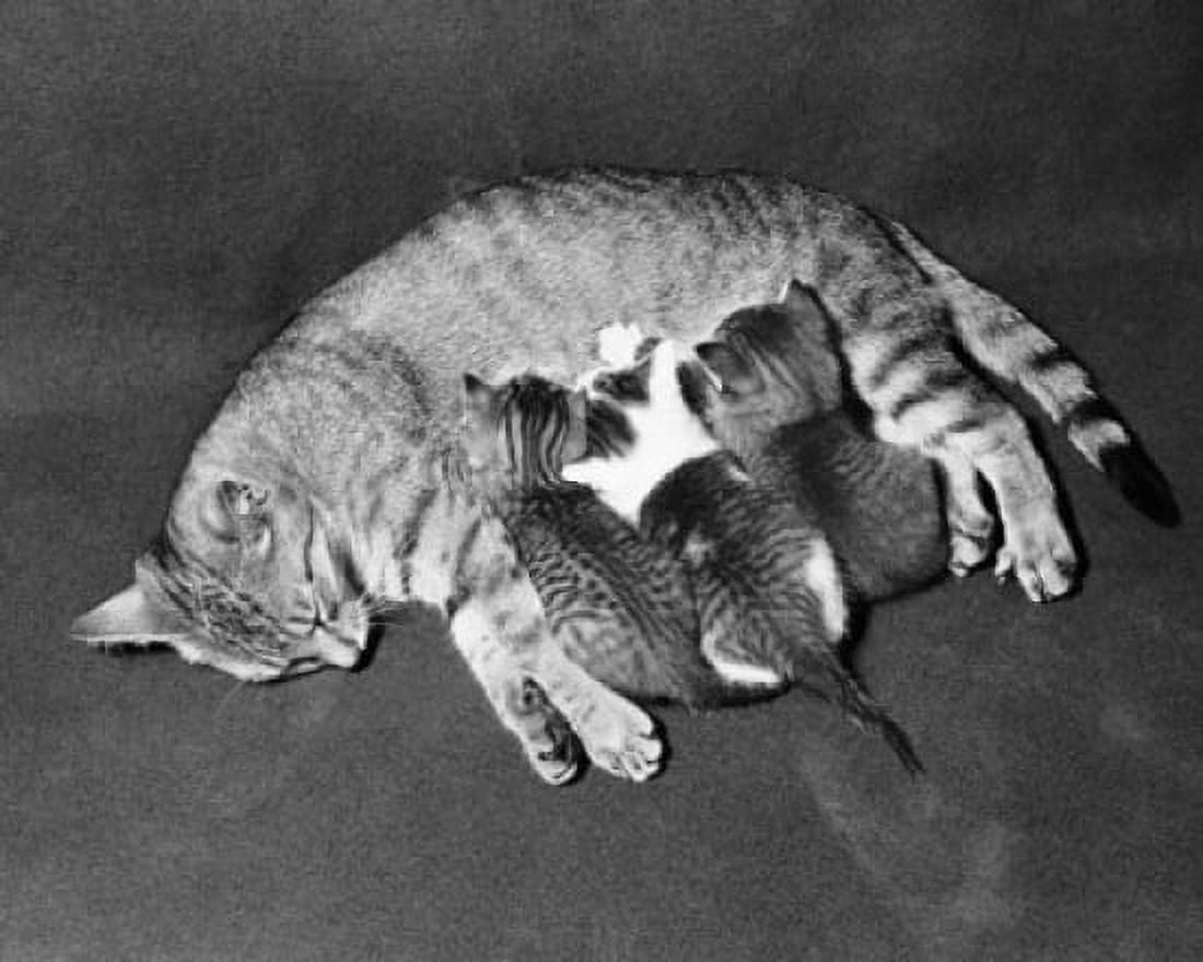 High angle view of a cat feeding its kitten Canvas Art - (24 x 36)
