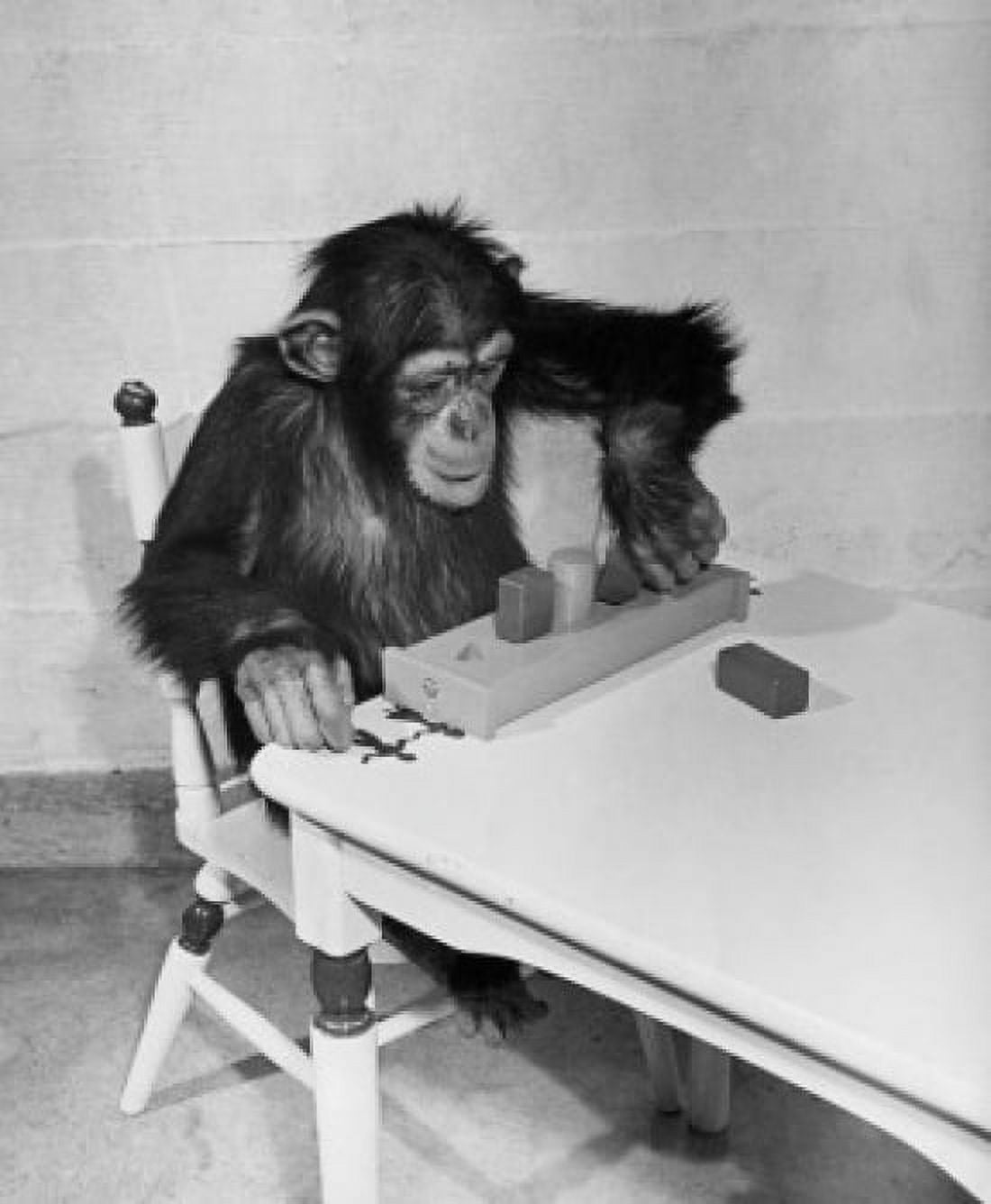 High angle view of a chimpanzee sitting on a chair and playing with blocks Canvas Art - (18 x 24)