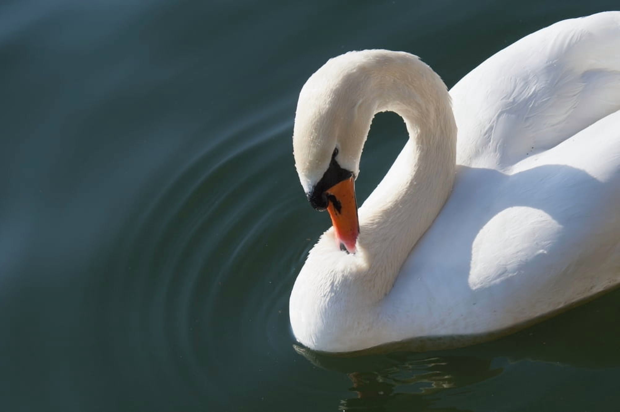 High angle view of a close up of a swan in waterZurich switzerland Canvas Art - Keith Levit Design Pics (19 x 12)