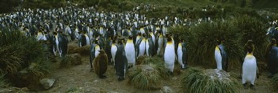High angle view of a colony of King penguins Royal Bay South Georgia Island Antarctica Canvas Art - Panoramic Images (36 x 12)