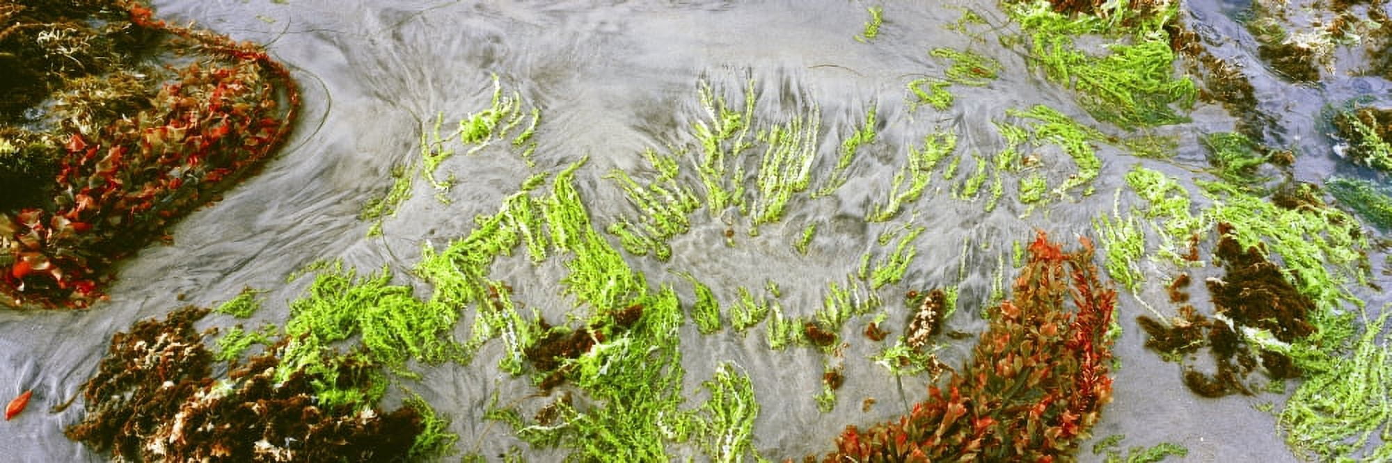 High angle view of a colorful world of seaweed during low tide Las Rocas Beach Baja California Mexico Canvas Art - Panoramic Images (27 x 9)