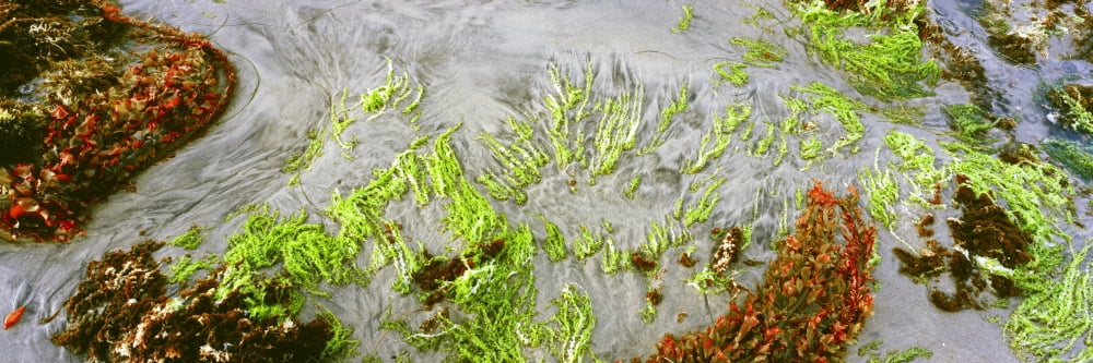 High angle view of a colorful world of seaweed during low tide Las Rocas Beach Baja California Mexico Canvas Art - Panoramic Images (36 x 12)