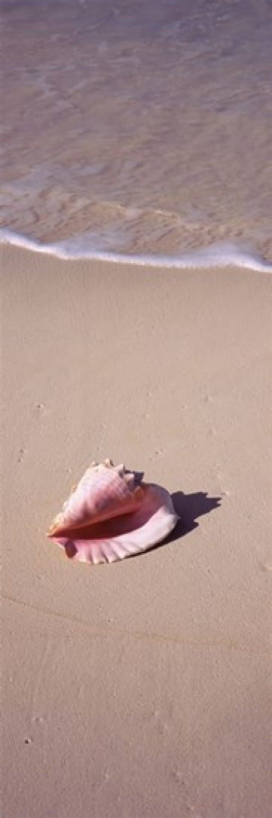 High angle view of a conch shell on the beach Bahamas Canvas Art - Panoramic Images (18 x 7)