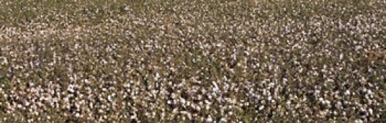 High angle view of a cotton field Fresno San Joaquin Valley California USA Canvas Art - Panoramic Images (36 x 12)
