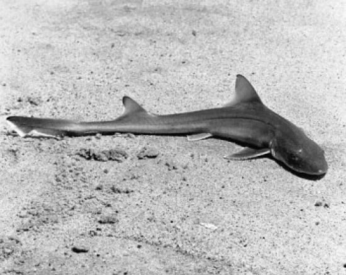 High angle view of a dead Sand Shark on sand Canvas Art - (18 x 24)