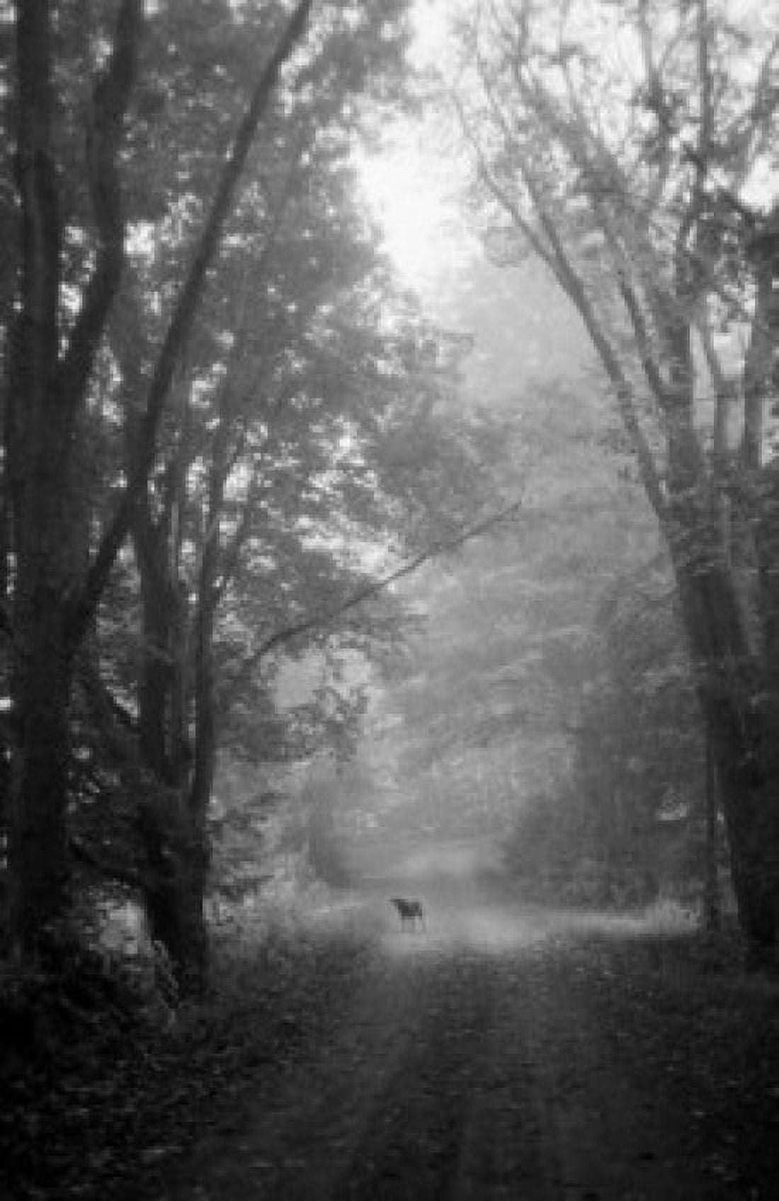 High angle view of a dog standing in the woods on a path Canvas Art - (18 x 24)