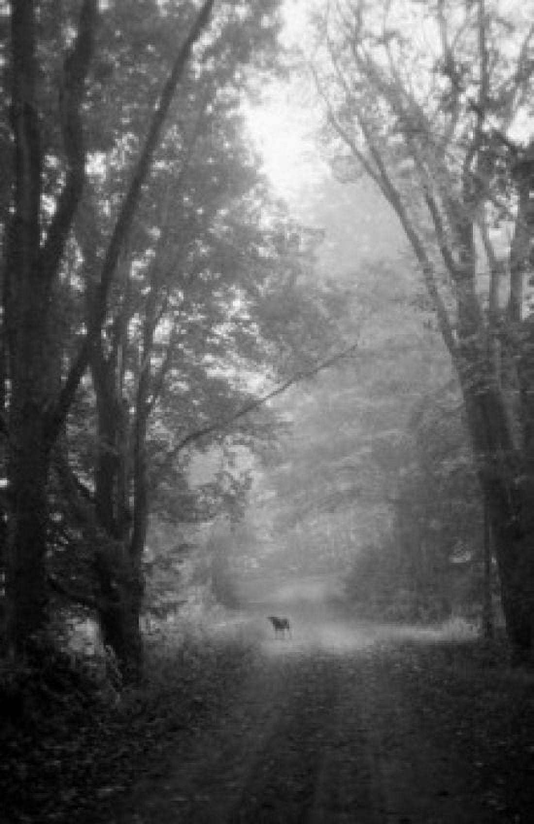 High angle view of a dog standing in the woods on a path Canvas Art - (24 x 36)