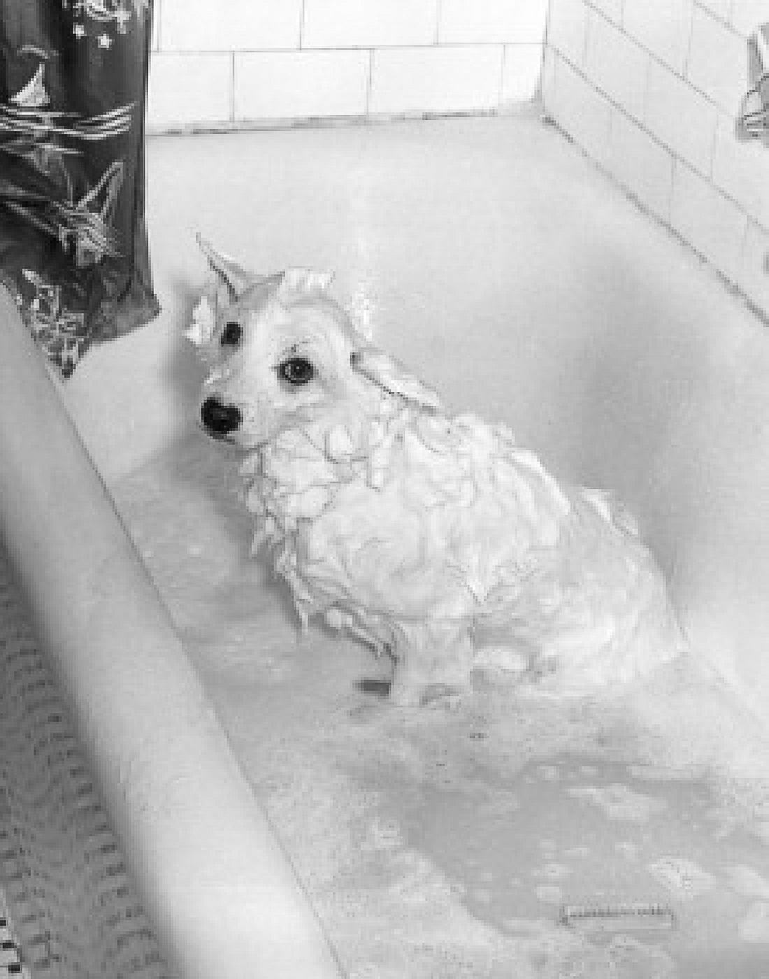 High angle view of a dog taking a bath in a bathtub Canvas Art - (24 x 36)