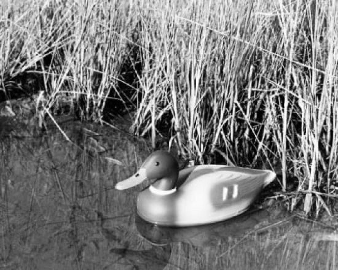 High angle view of a duck decoy floating on water Canvas Art - (24 x 36)