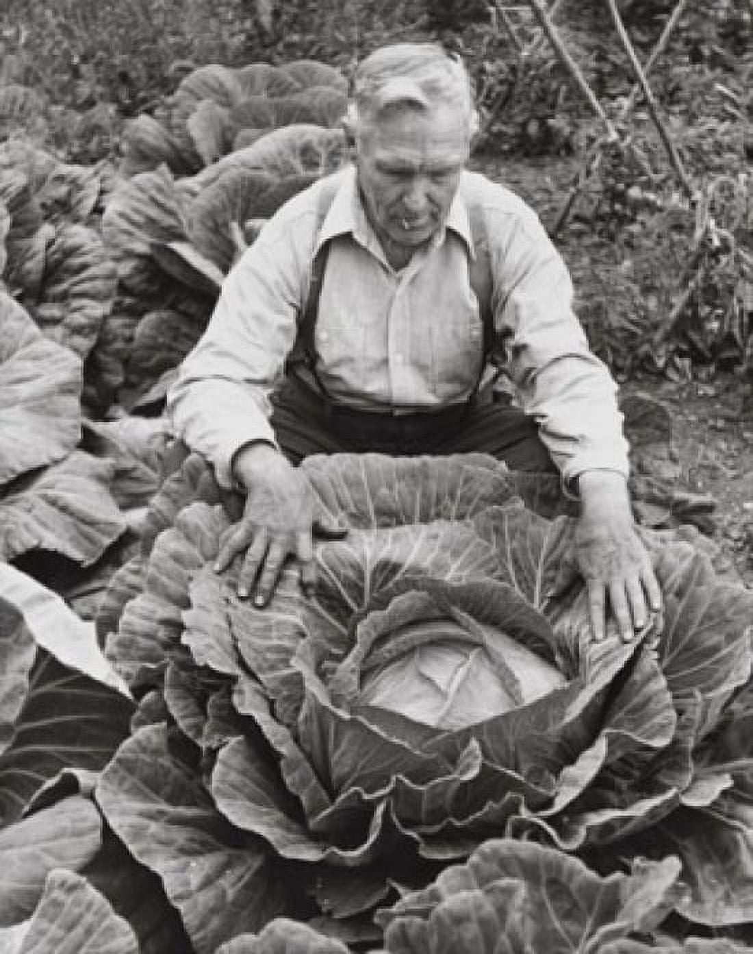 High angle view of a farmer looking at a cabbage in a field Canvas Art - (18 x 24)
