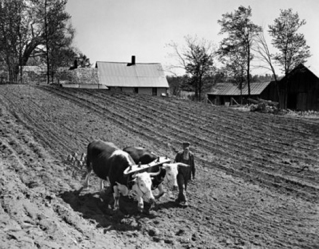 High angle view of a farmer plowing a field with oxen Vermont USA Canvas Art - (18 x 24)