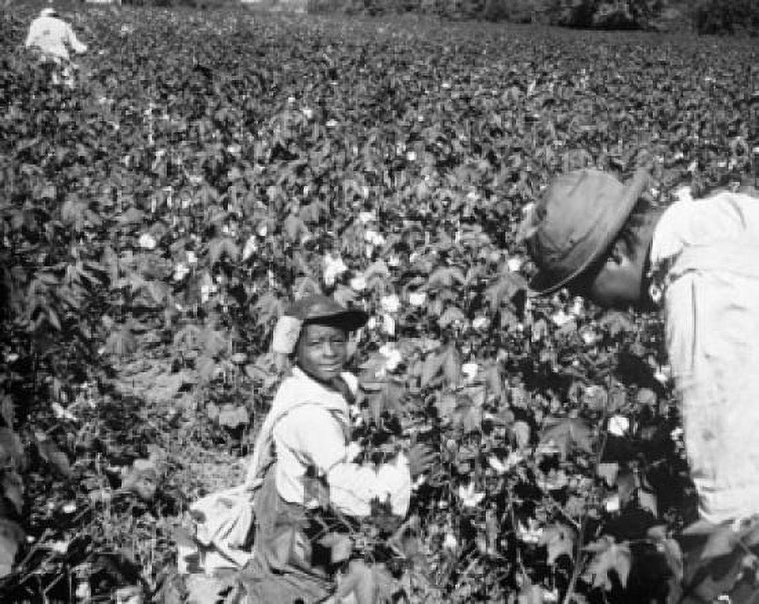 High angle view of a father with his child working in a cotton field USA Canvas Art - (24 x 36)