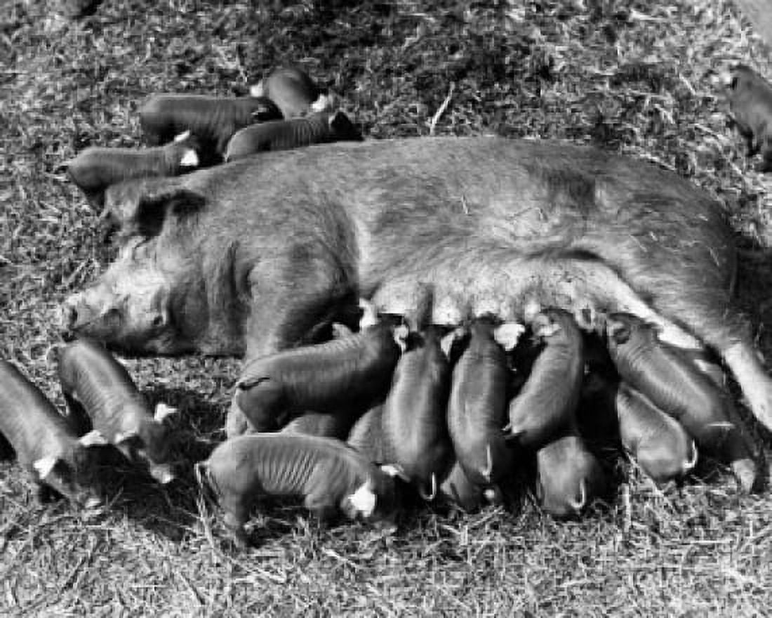 High angle view of a female pig feeding its piglets (Sus scrofa) Canvas Art - (24 x 36)