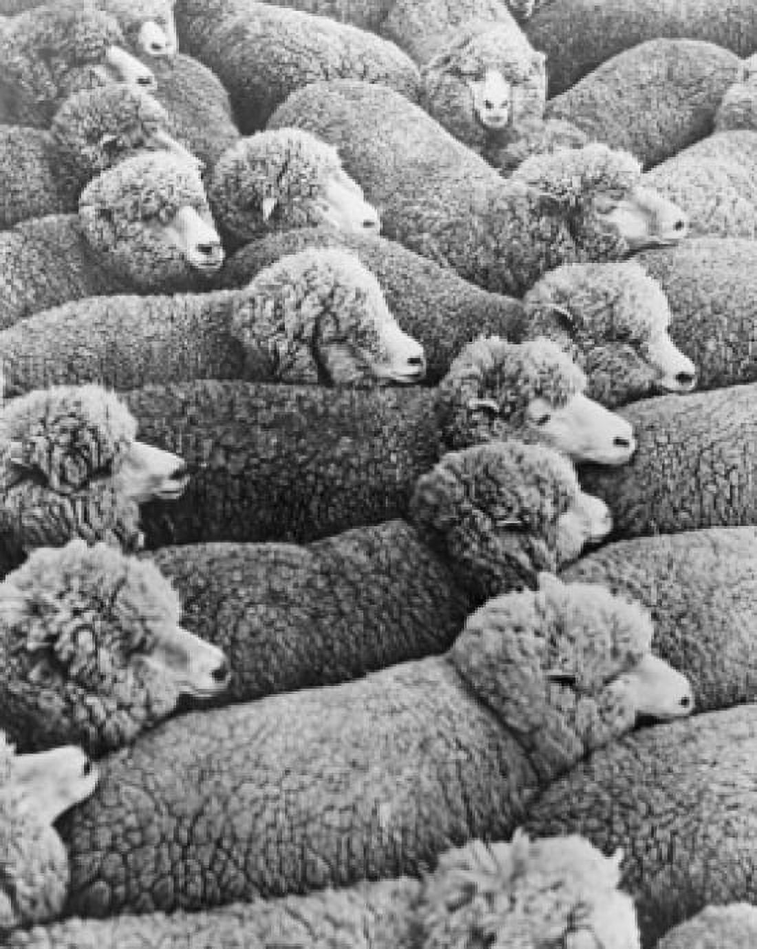 High angle view of a flock of sheep Canvas Art - (18 x 24)