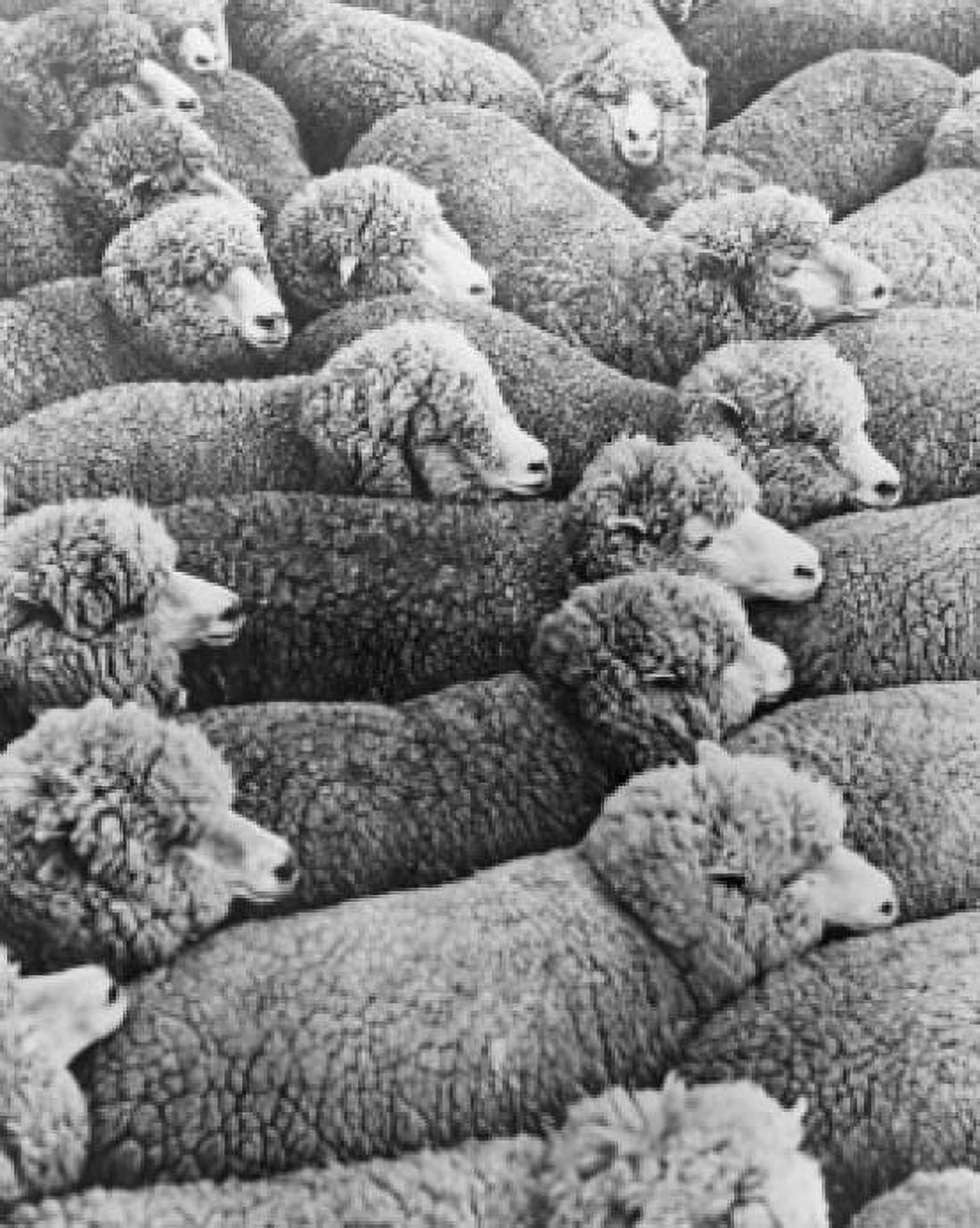 High angle view of a flock of sheep Canvas Art - (24 x 36)