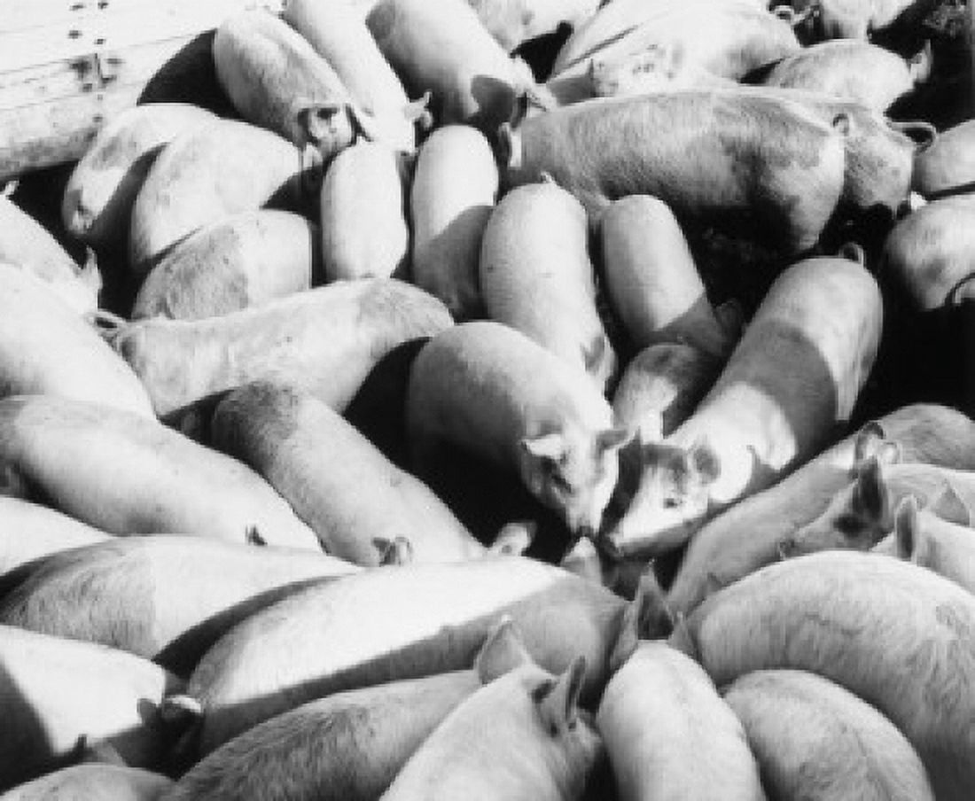 High angle view of a group of pigs Canvas Art - (24 x 36)