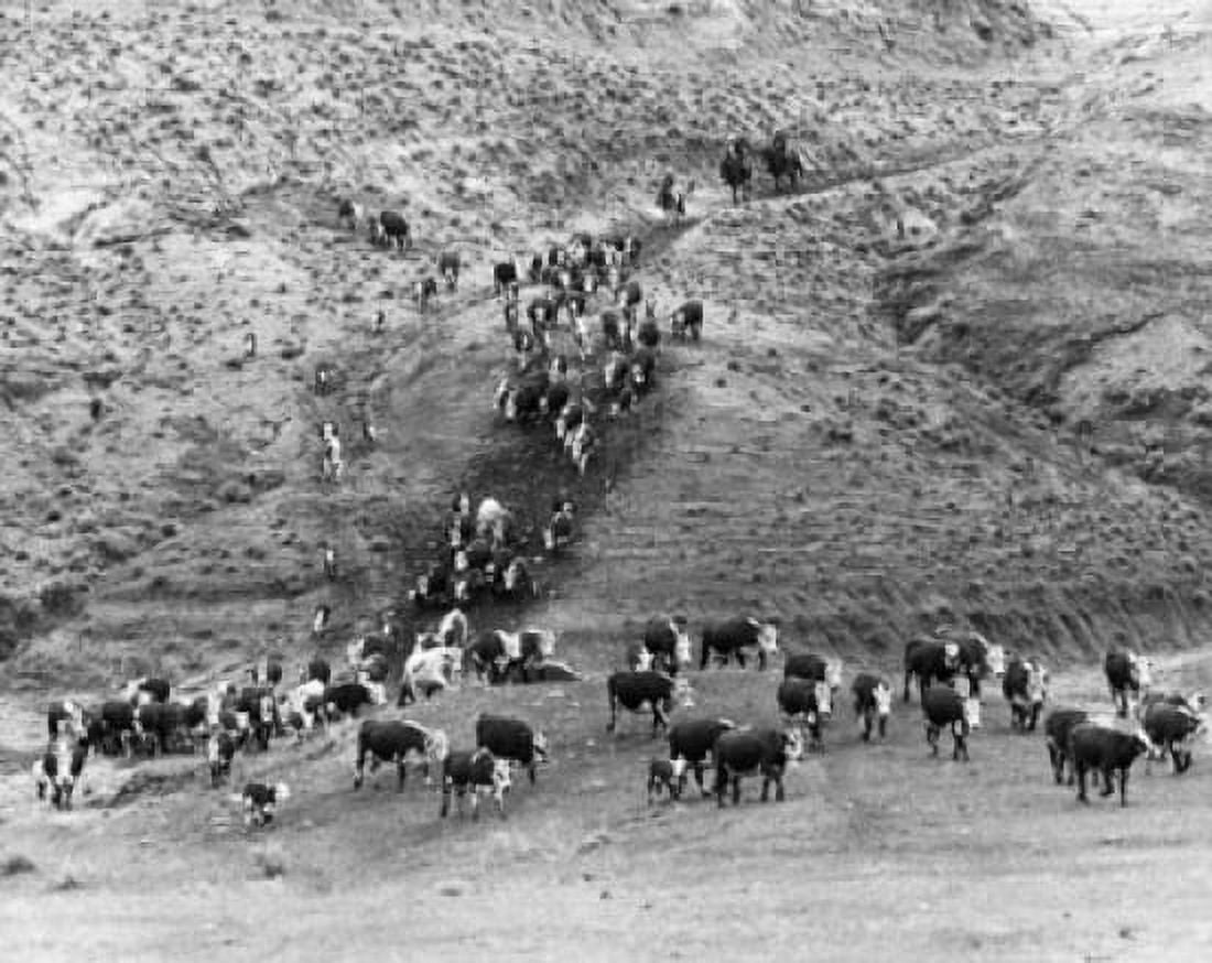 High angle view of a herd of cattle grazing in a field Canvas Art - (18 x 24)