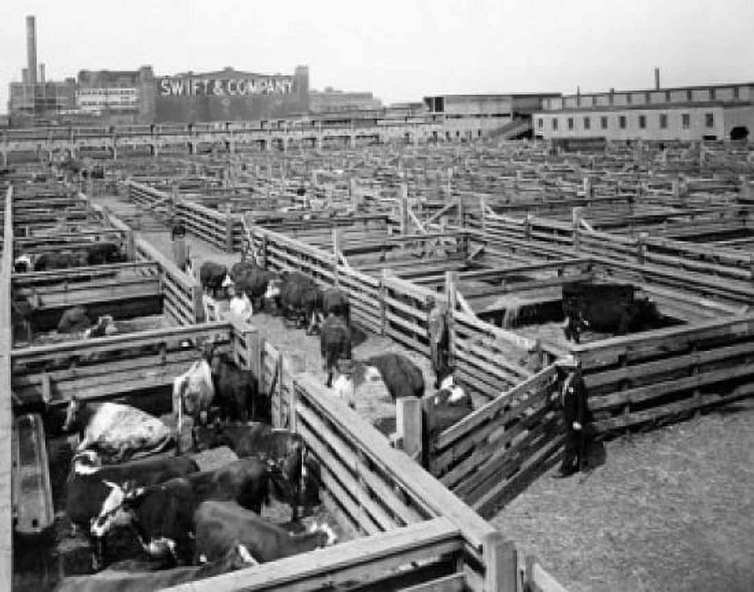 High angle view of a herd of cows in a dairy farm Chicago Illinois USA Canvas Art -  (24 x 36)