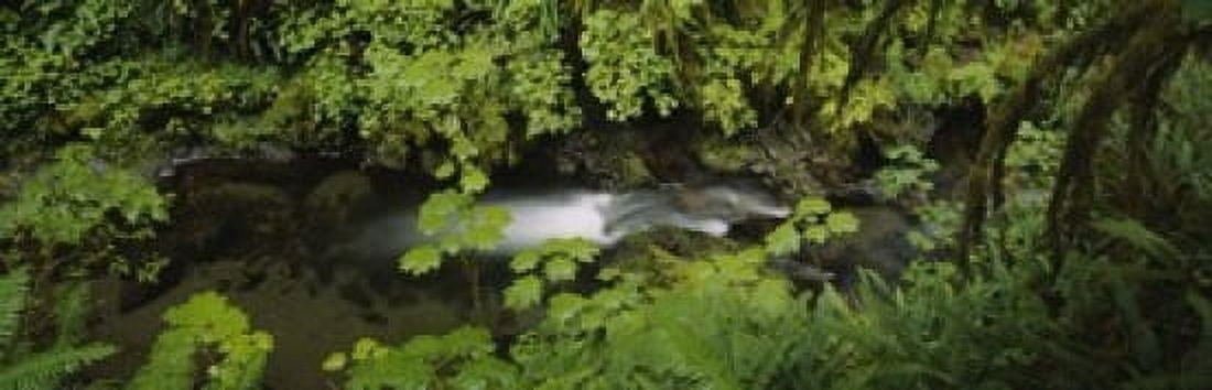 High angle view of a lake in the forest Willaby Creek Olympic National Forest Washington State USA Canvas Art - Panoramic Images (18 x 6)
