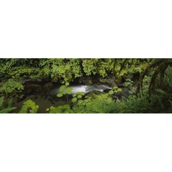 High angle view of a lake in the forest Willaby Creek Olympic National Forest Washington State USA Canvas Art - Panoramic Images (18 x 6)