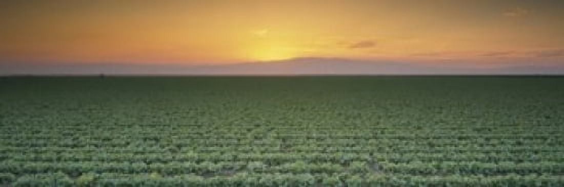 High angle view of a lettuce field at sunset Fresno San Joaquin Valley California USA Canvas Art - Panoramic Images (18 x 6)