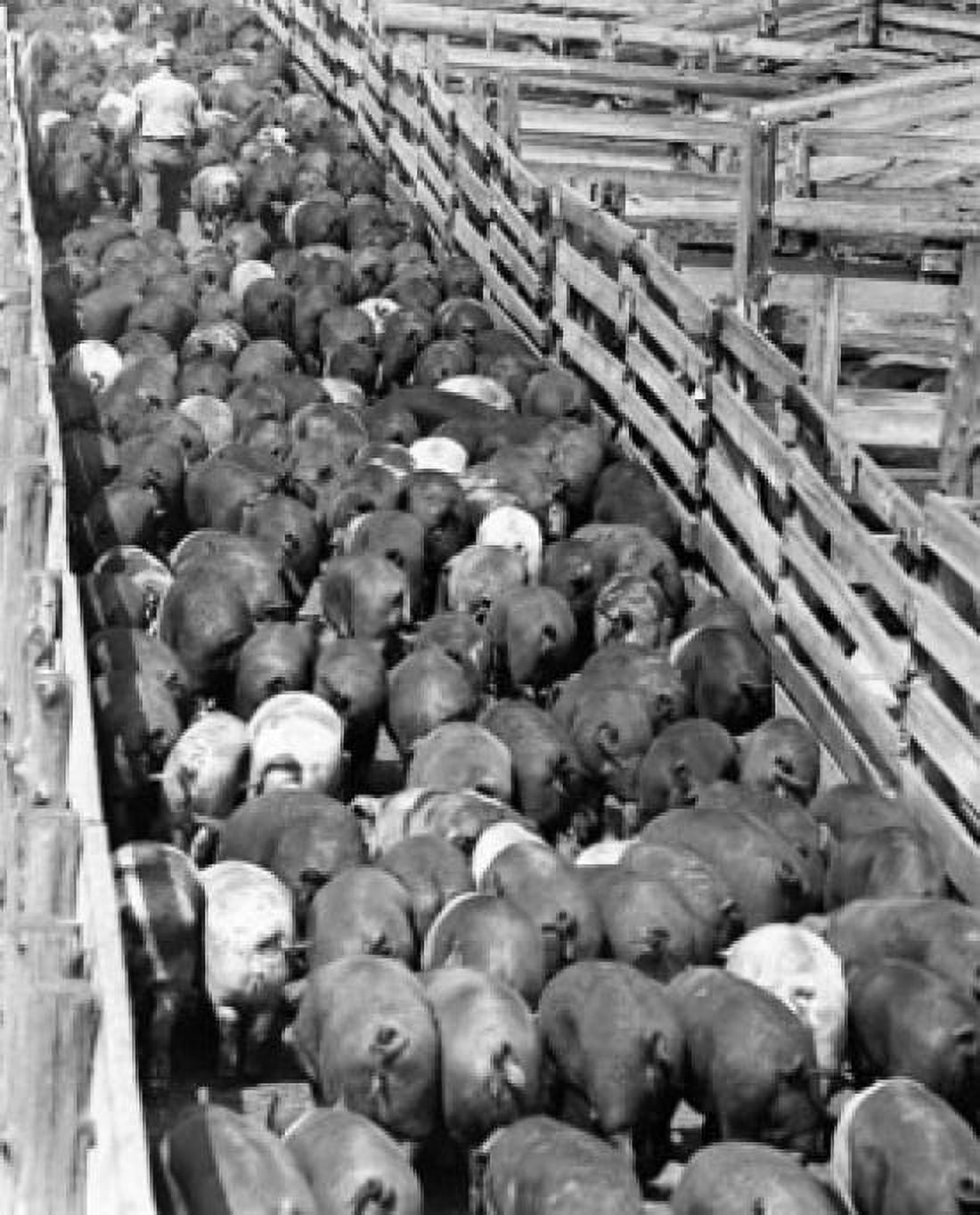 High angle view of a man herding pigs in a ranch (Sus scrofa) Canvas Art - (18 x 24)