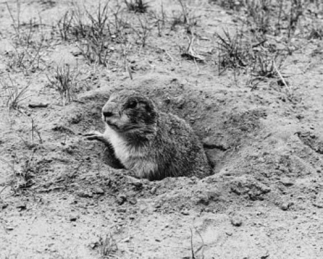 High angle view of a prairie dog peeking out from a hole Canvas Art - (24 x 36)