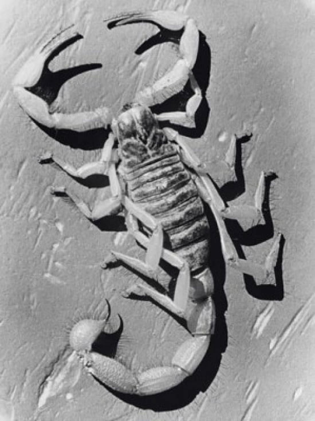 High angle view of a scorpion Canvas Art - (18 x 24)