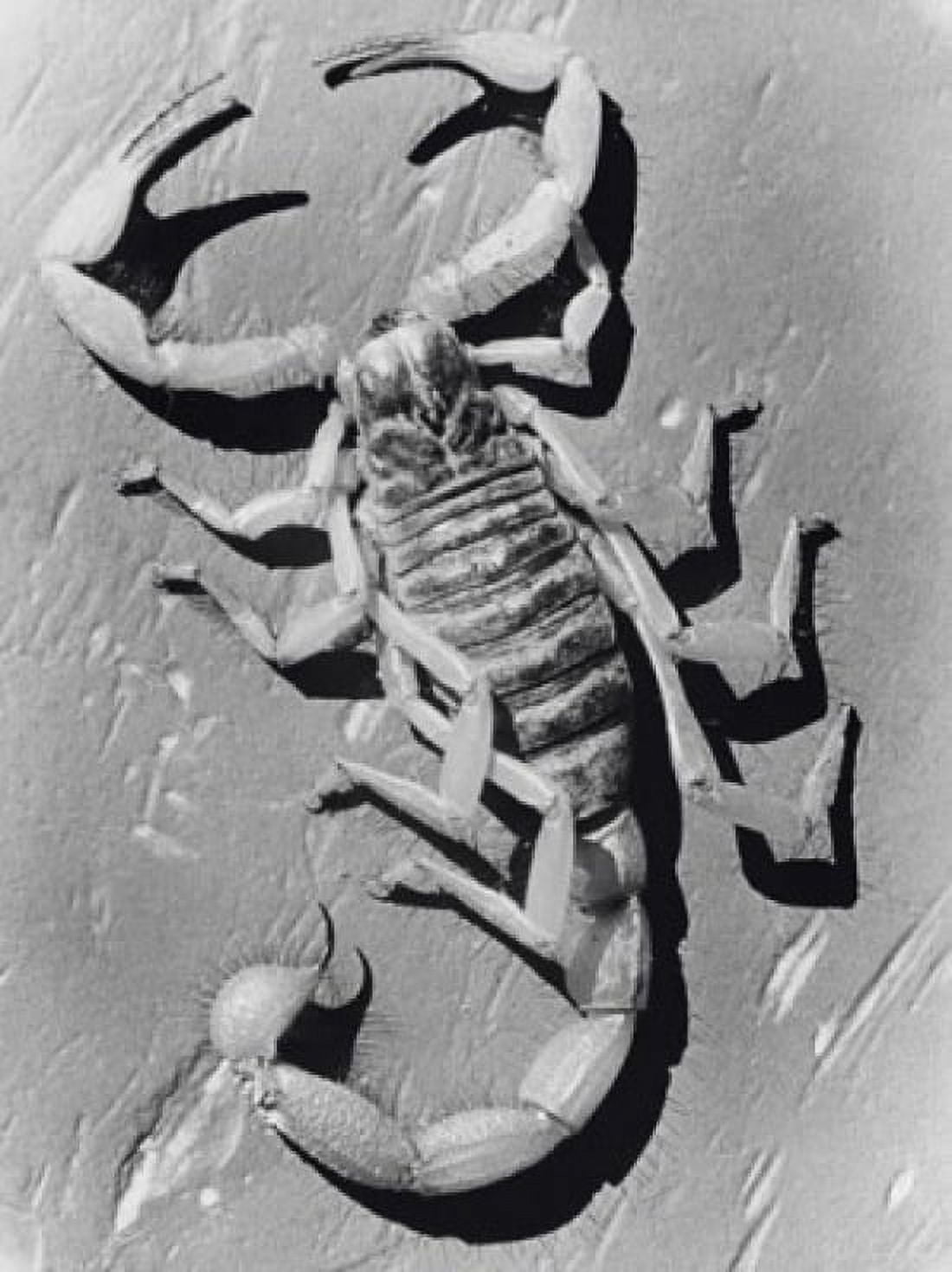 High angle view of a scorpion Canvas Art - (24 x 36)