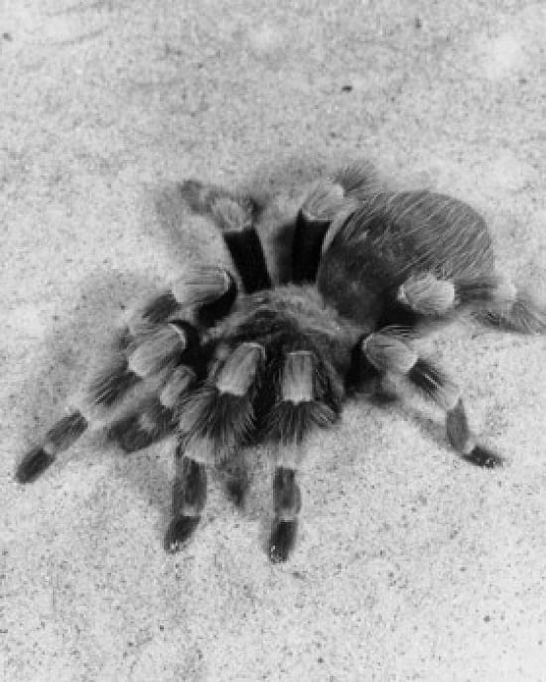 High angle view of a tarantula Canvas Art - (18 x 24)