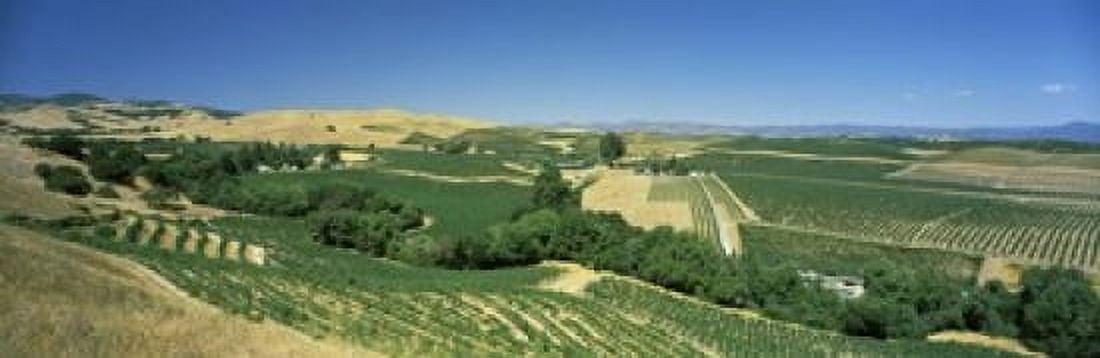 High angle view of a vineyard Carneros District Napa Valley Napa County California USA Canvas Art - Panoramic Images (18 x 6)