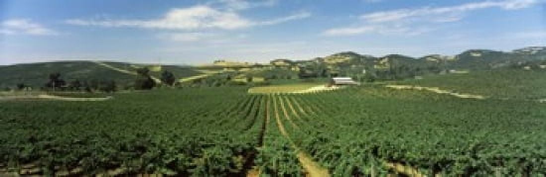 High angle view of a vineyard Carneros District Napa Valley Napa County California USA Canvas Art - Panoramic Images (18 x 6)