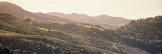 High angle view of a vineyard in a valley Sonoma Sonoma County California USA Canvas Art - Panoramic Images (36 x 12)