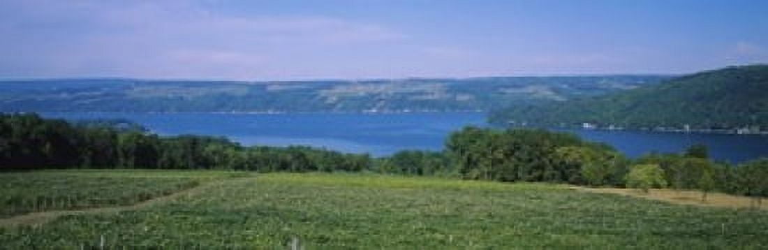 High angle view of a vineyard near a lake Keuka Lake Finger Lakes New York State USA Canvas Art - Panoramic Images (18 x 6)