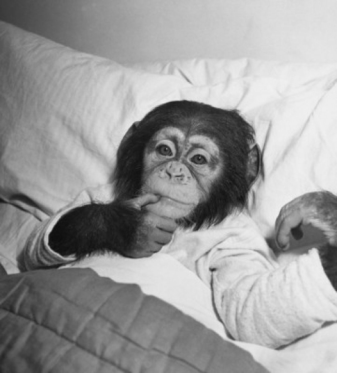 High angle view of a young chimpanzee lying on the bed Canvas Art - (18 x 24)