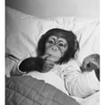 thumbnail image 1 of High angle view of a young chimpanzee lying on the bed Poster Print (18 x 24), 1 of 4