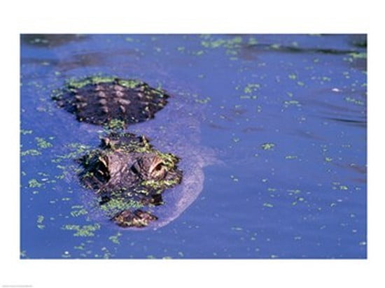 High angle view of an American alligator swimming in a pond Canvas Art - (24 x 18)